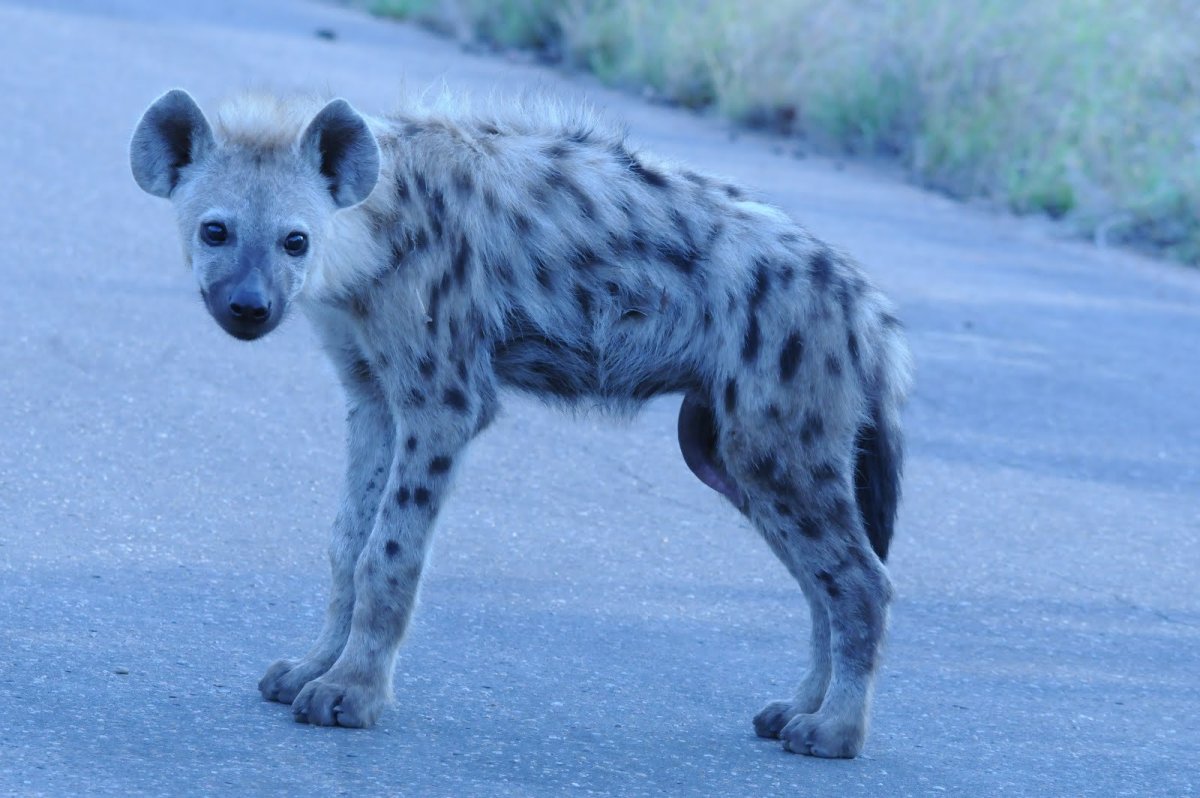 Пятнистая гиена