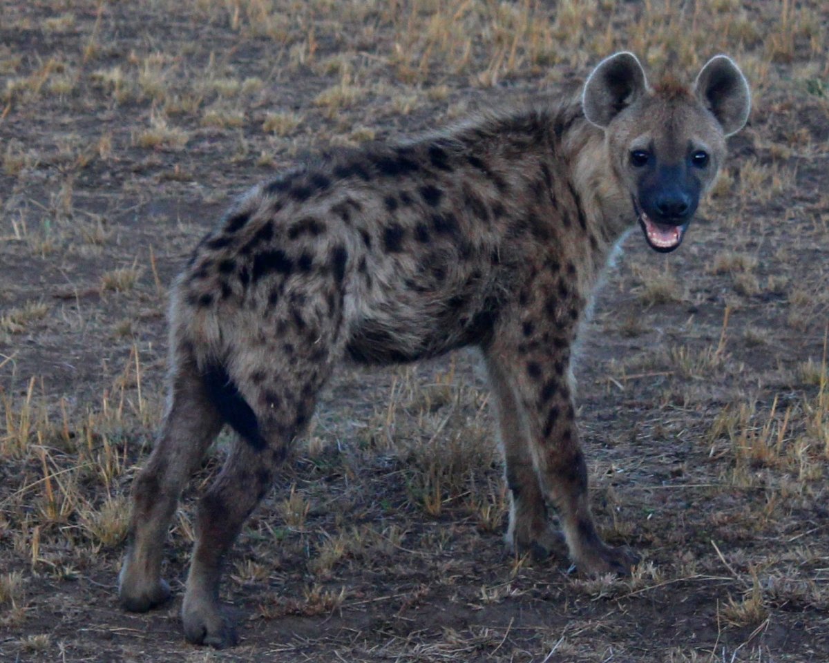 Мадлен гиена