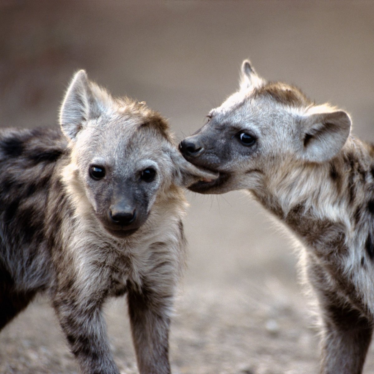 Две гиены смеются
