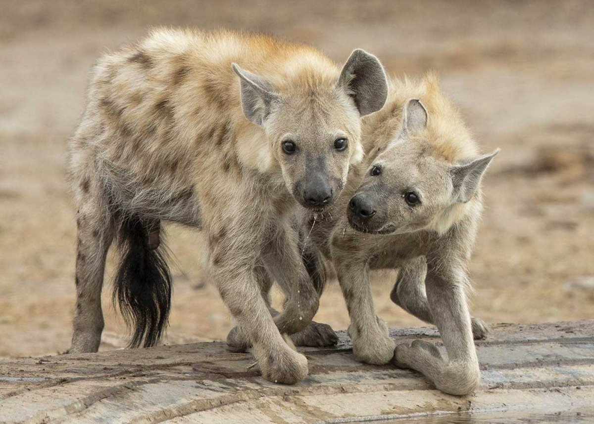 Гиены 2 гиены