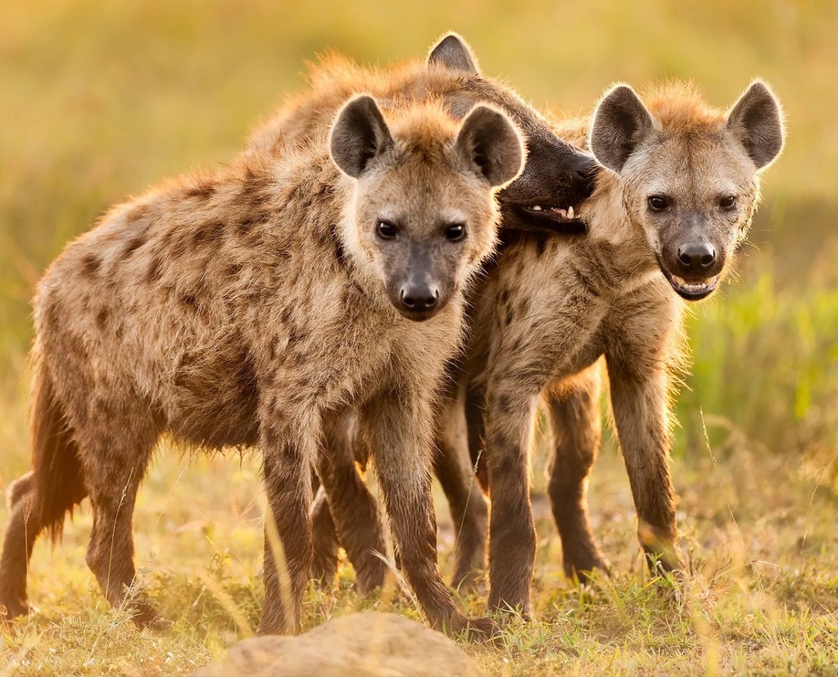 Гиены Нгоронгоро