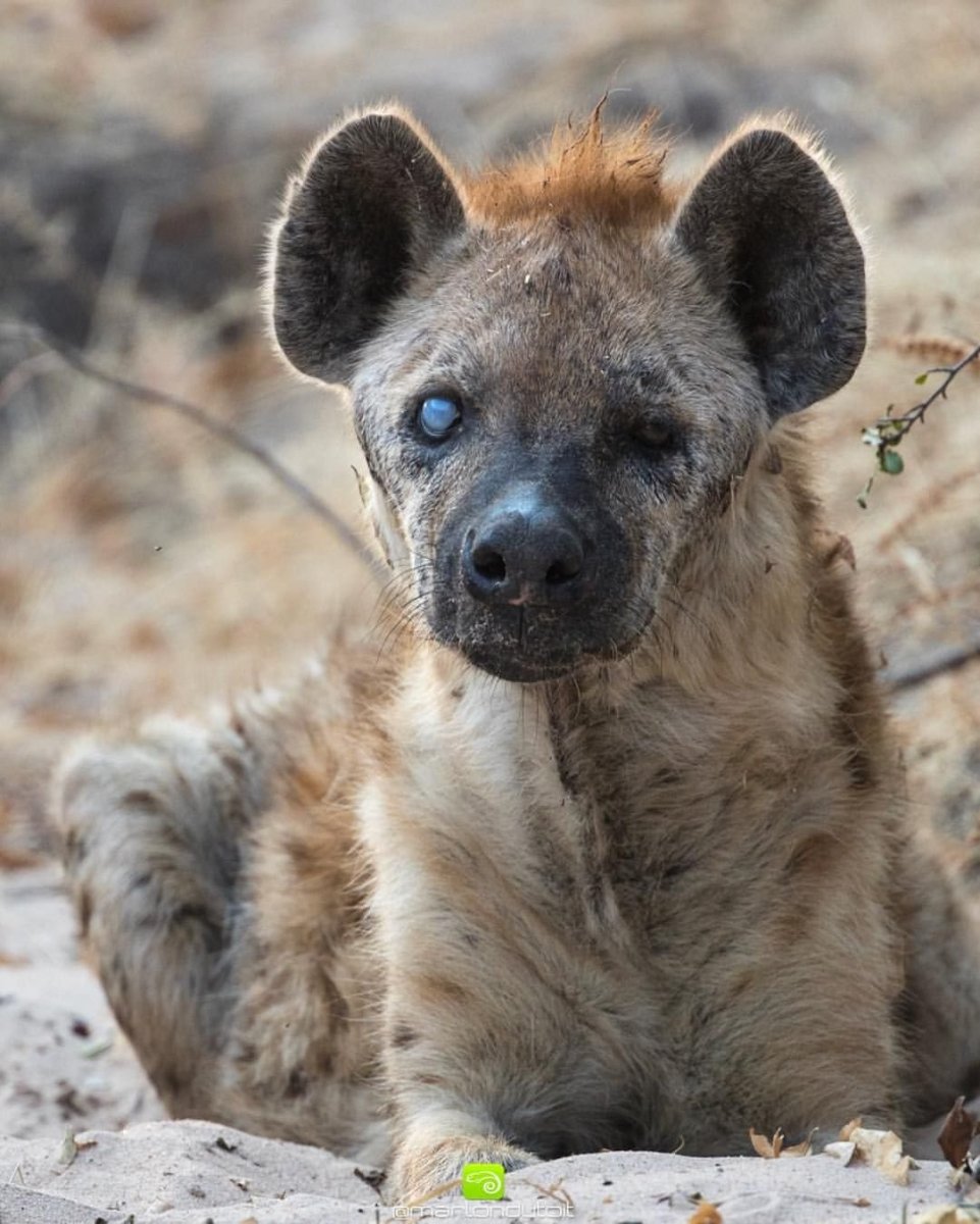 Пятнистая гиена с цепочкой