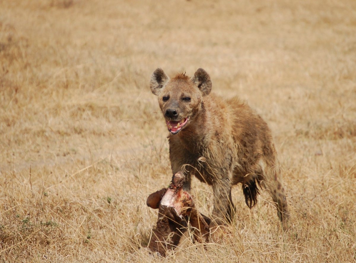 Гиеновидная собака и гиена