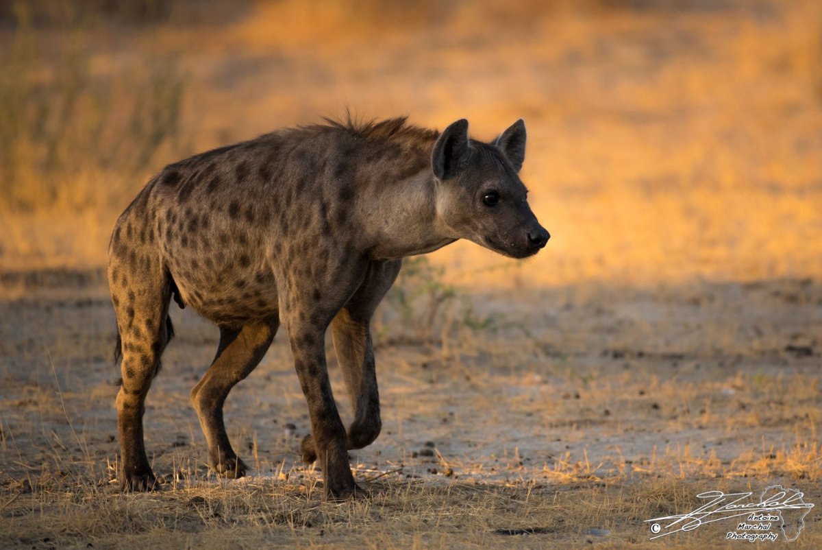 Гиена Беллами