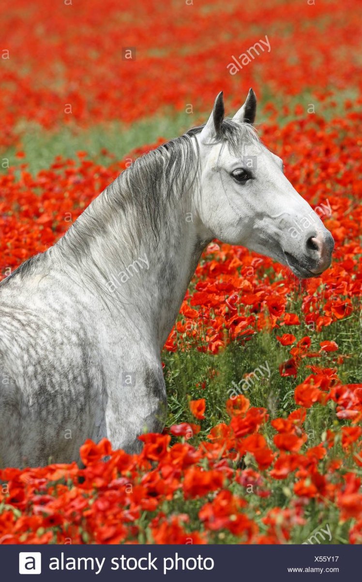 Лошадь в маковом поле