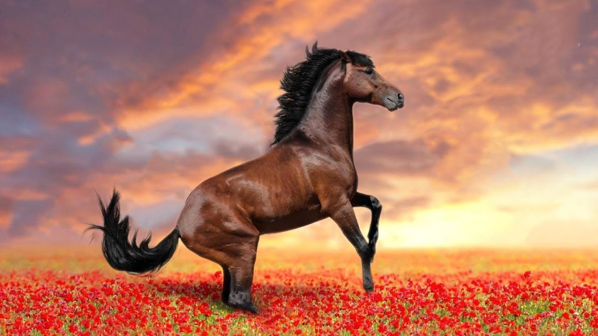 Конь среди маков