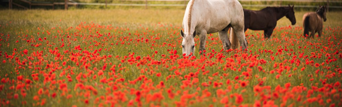 Фотосессия на лошади в маках
