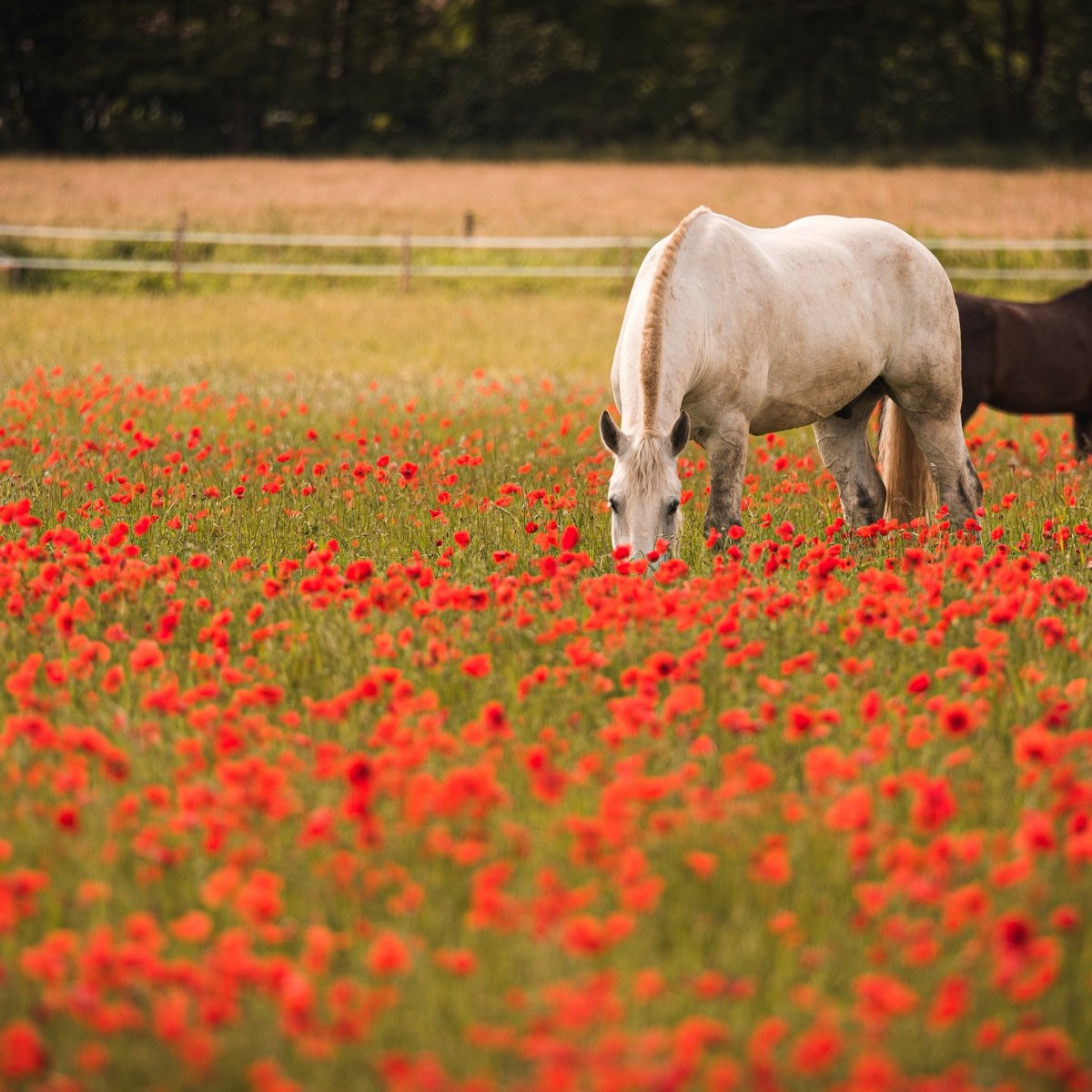 Лошади пасутся в поле