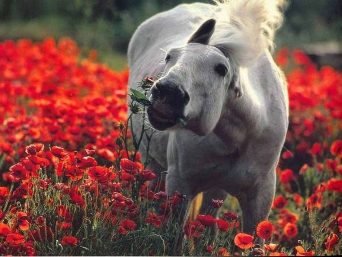 Лошадь с цветами в зубах