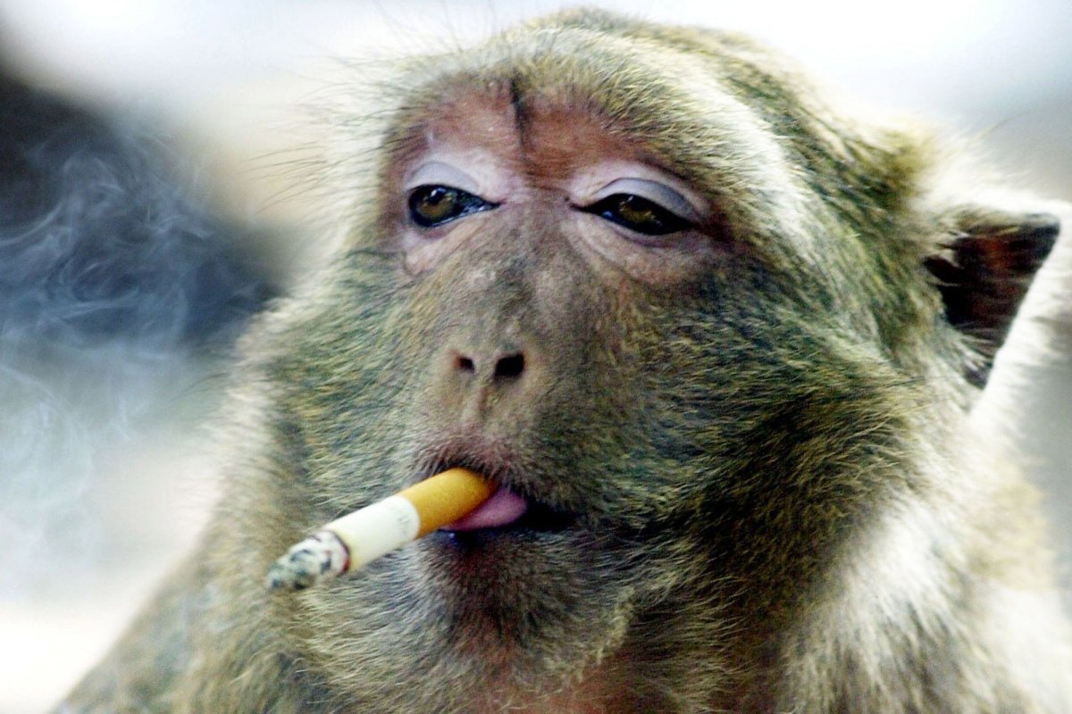 Обезьянка с сигаретой