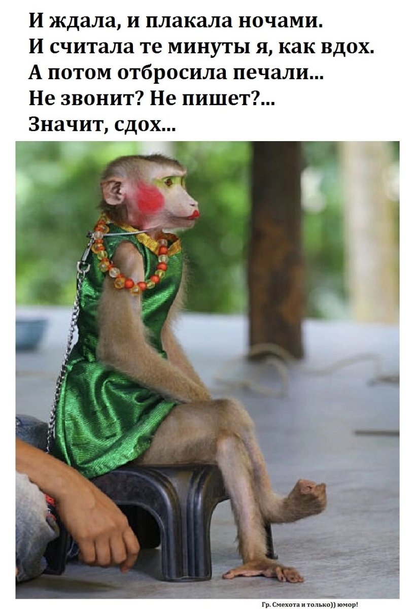 Гламурная обезьяна