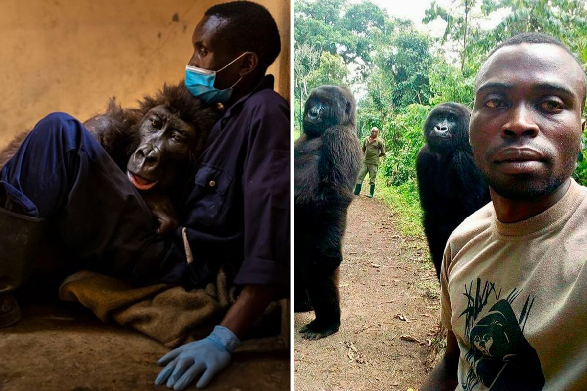 Негр селфи с гориллами