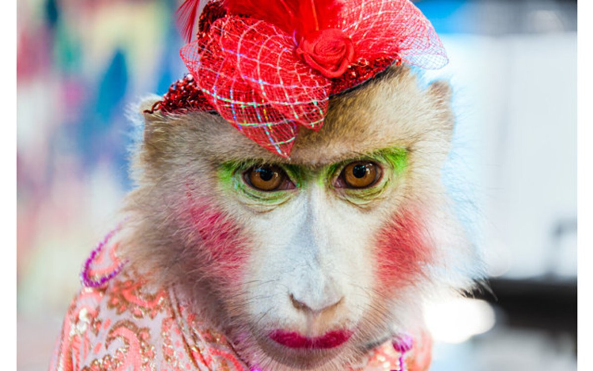 Накрашенная обезьяна