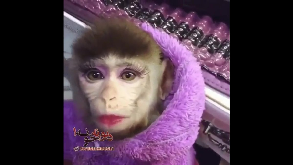 Обезьяна с макияжем
