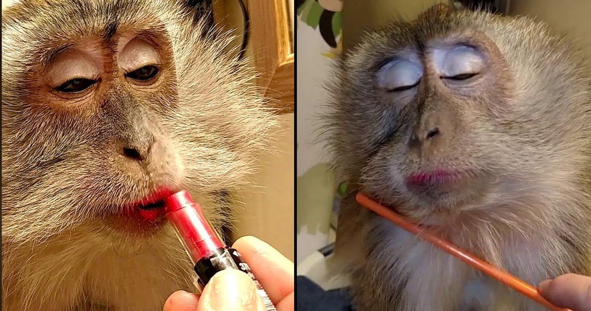 Накрашенная обезьянка