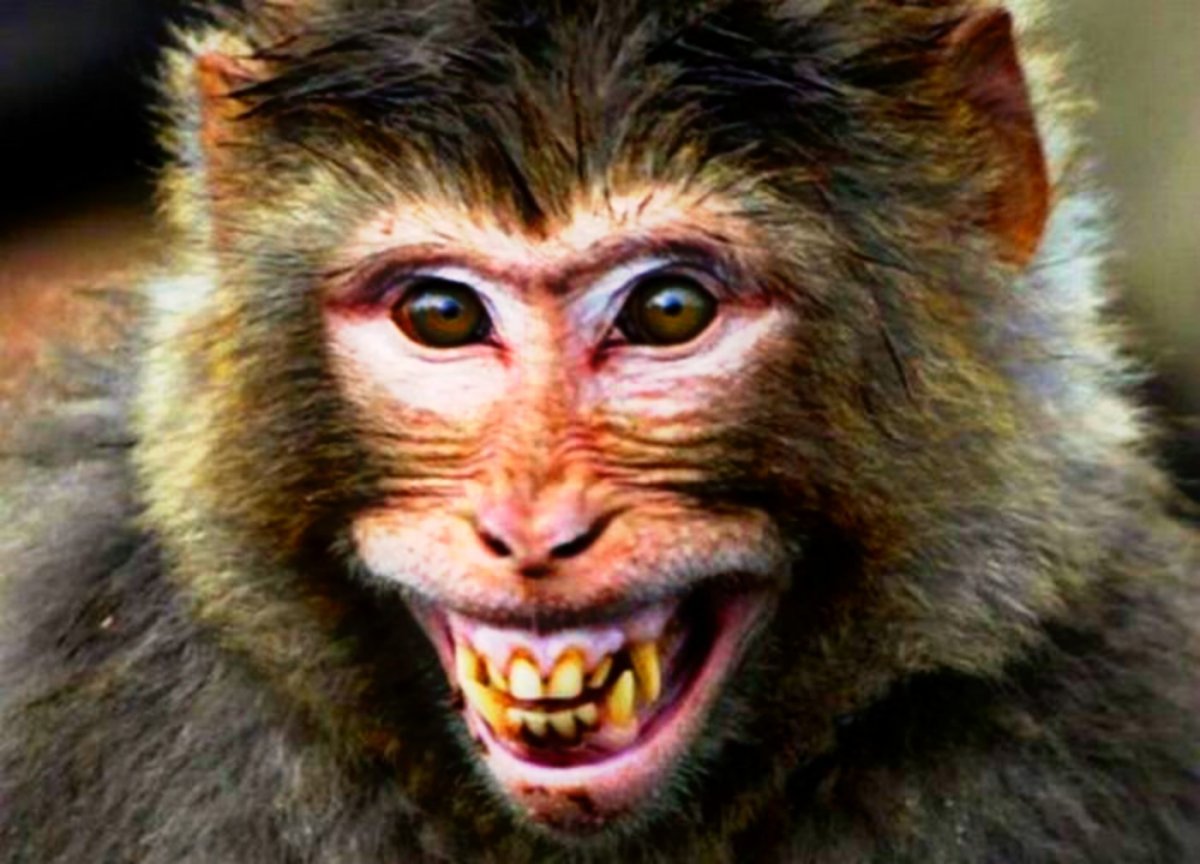 Обезьяна скалит зубы