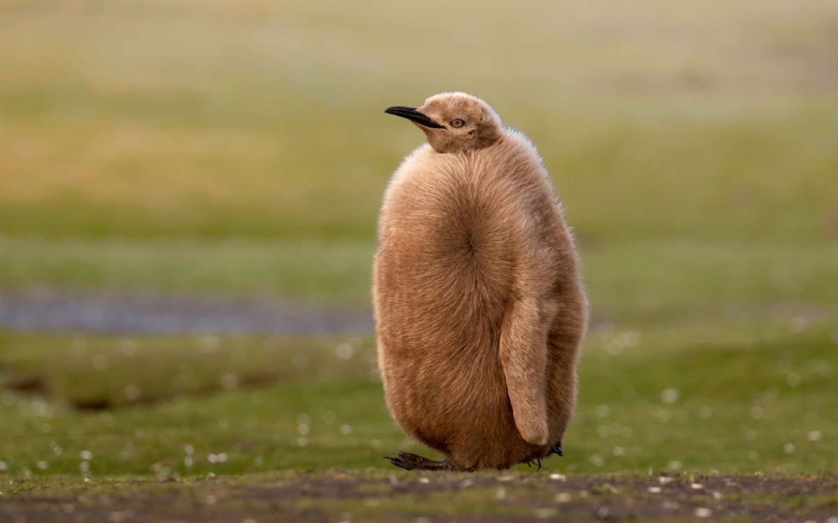 Пингвин пушистый коричневый