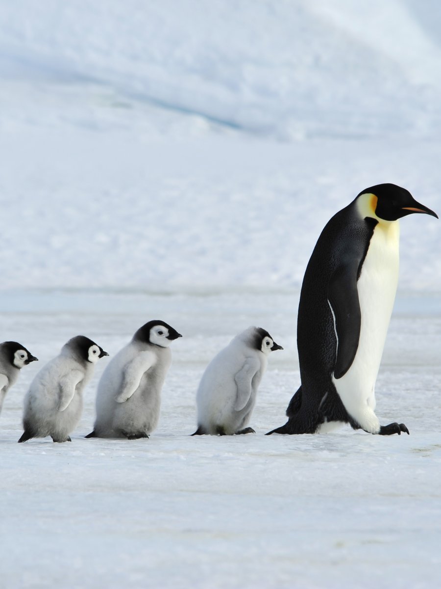 Самый большой Пингвин