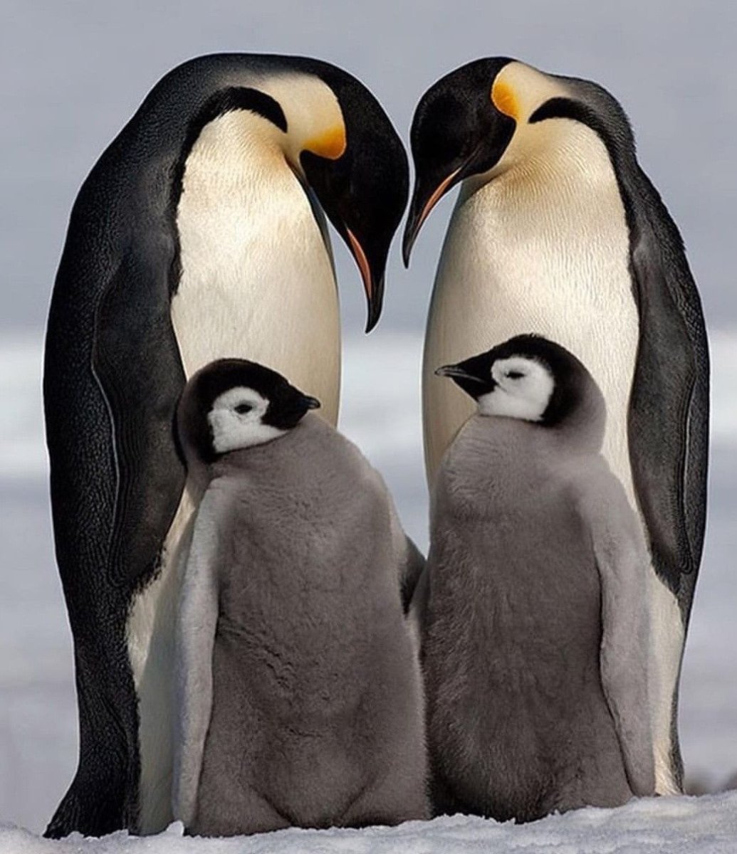 Императорский Пингвин детеныш
