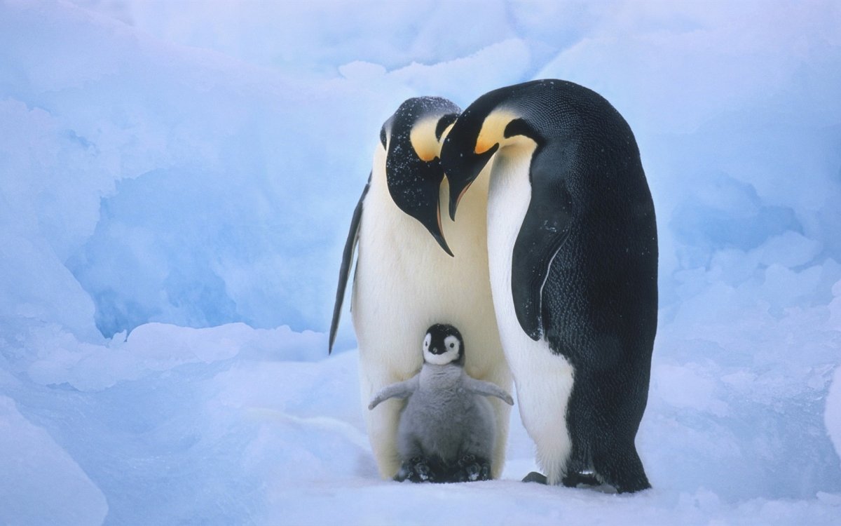 Пингвинёнок королевского пингвина