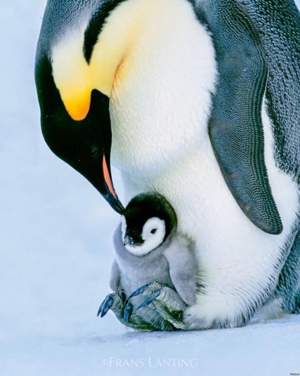 Императорский Пингвин высиживает яйцо