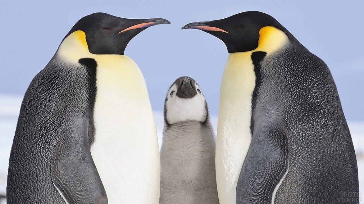 Пингвины Королевские Императорские