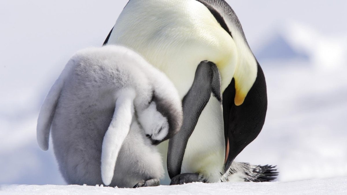 Сонный Пингвин