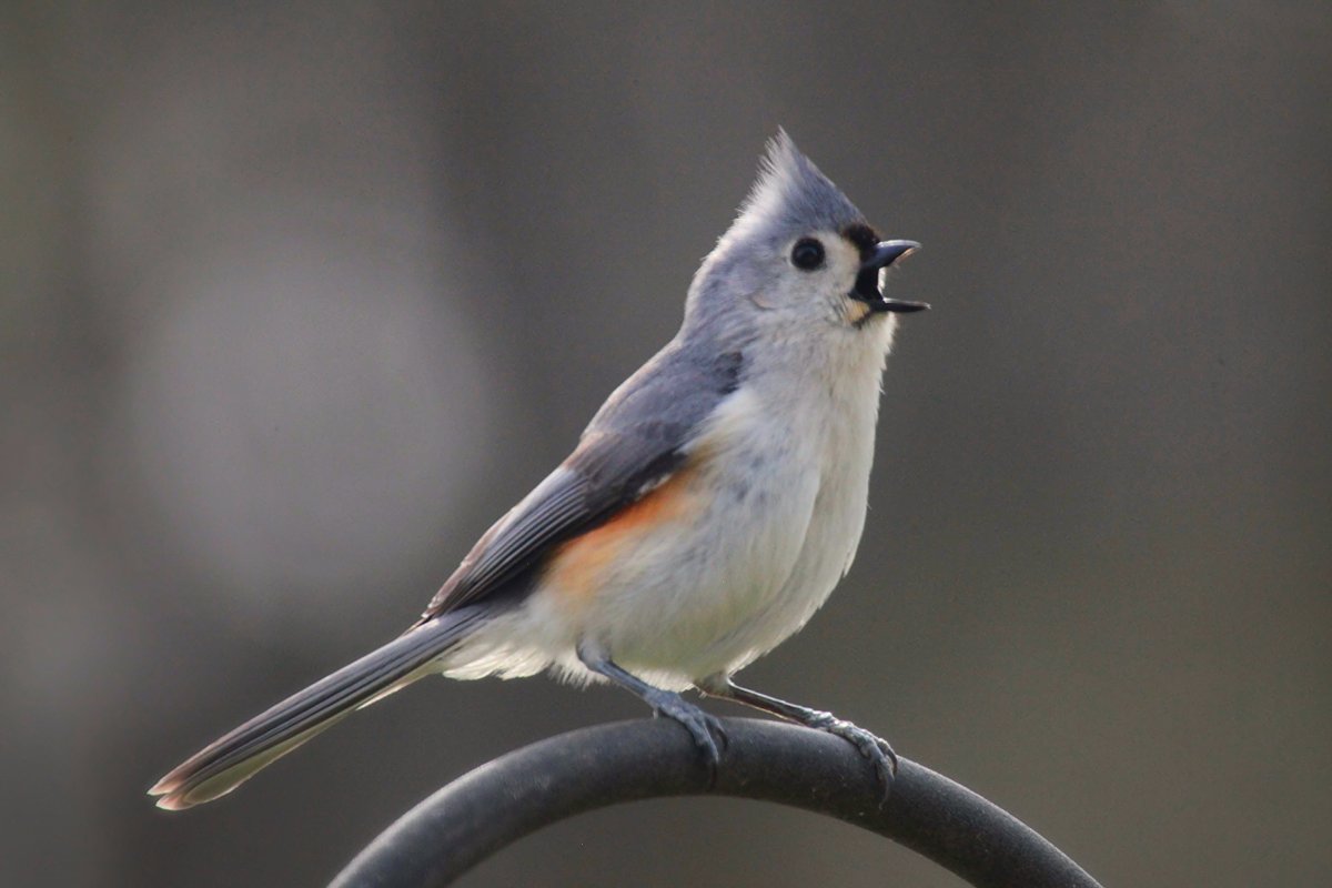 Хохлатая синица ТИТМАУС