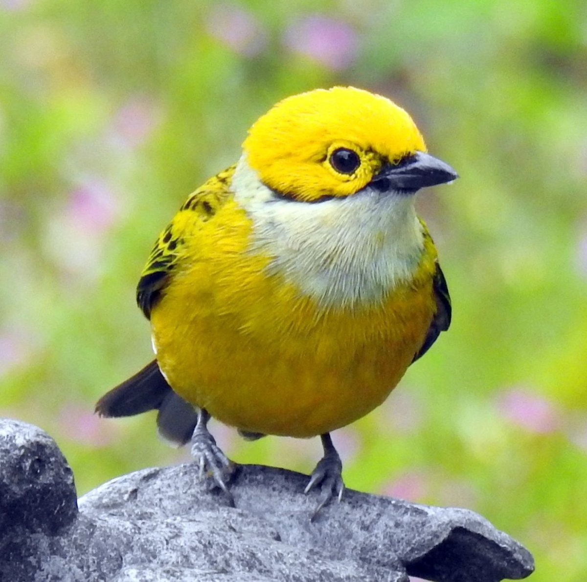 Желтый Кардинал птица