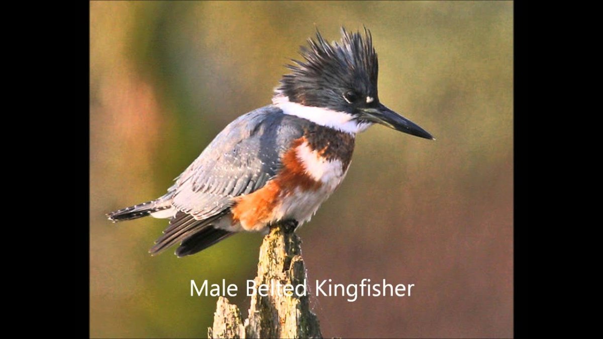 Хохлатый Зимородок