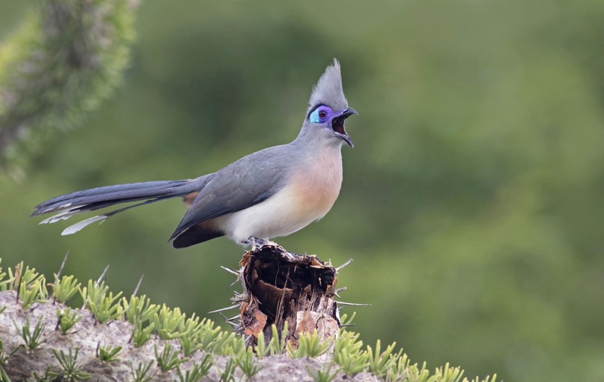 Хохлатая Кукушка