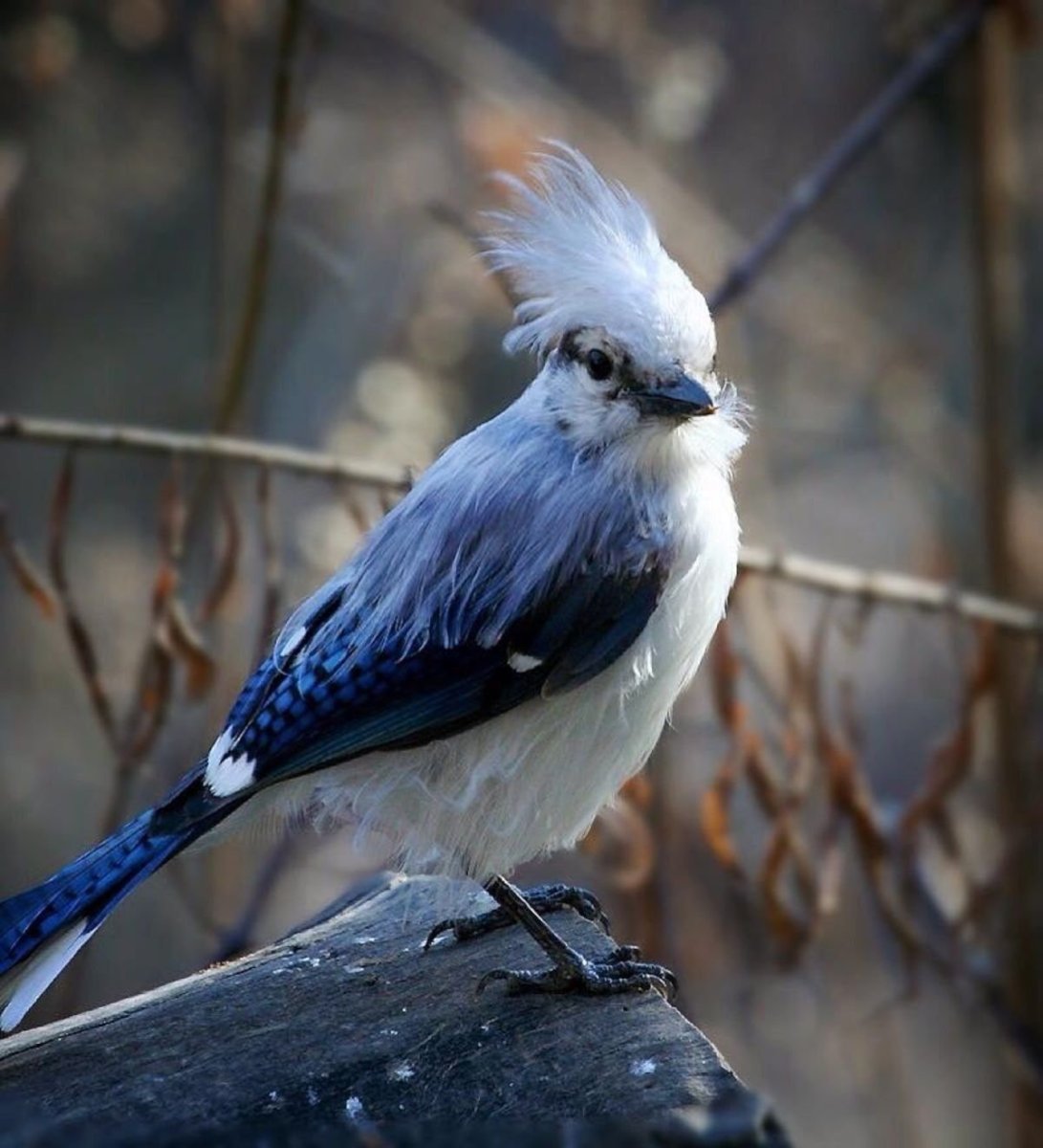 Черноголовая Сойка