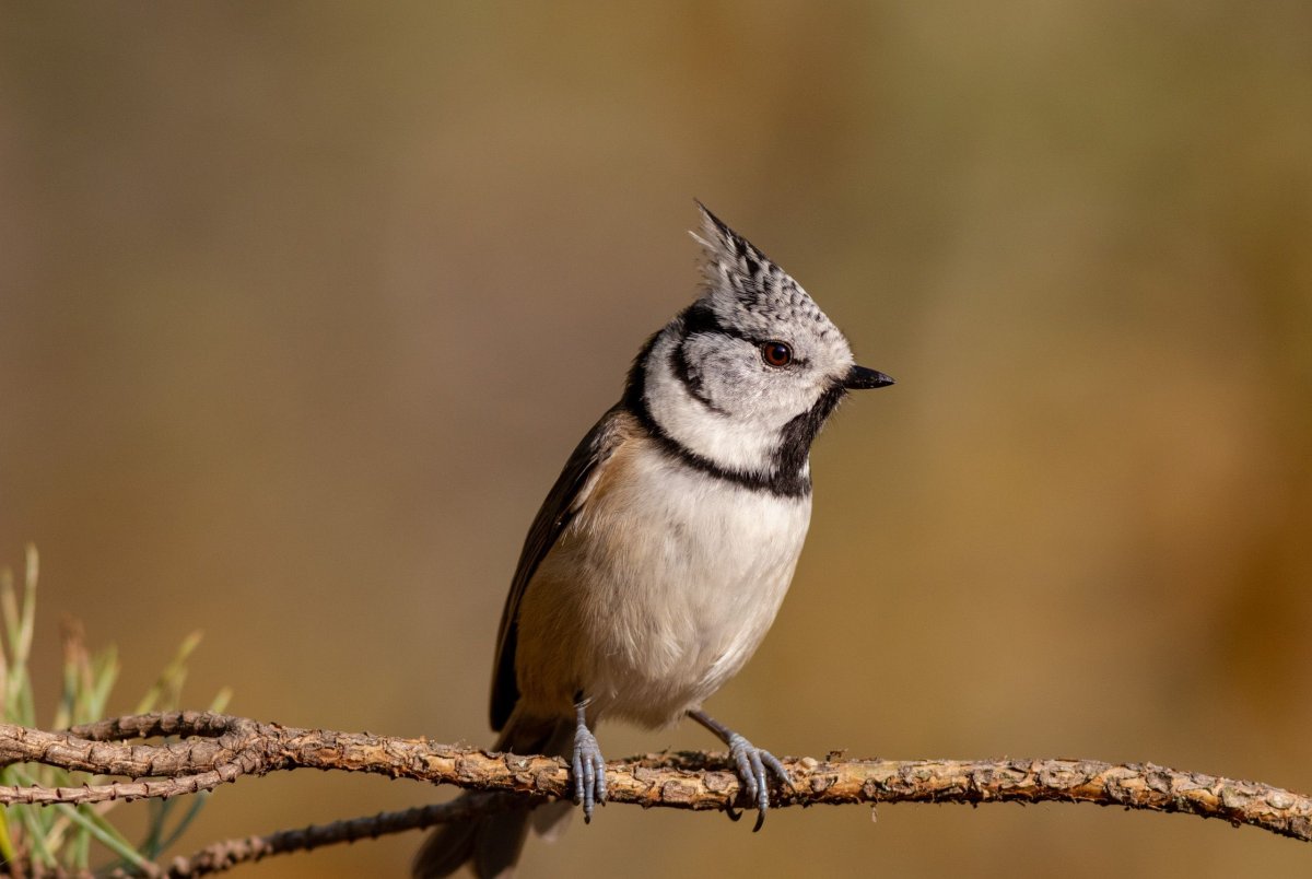 Lophophanes cristatus