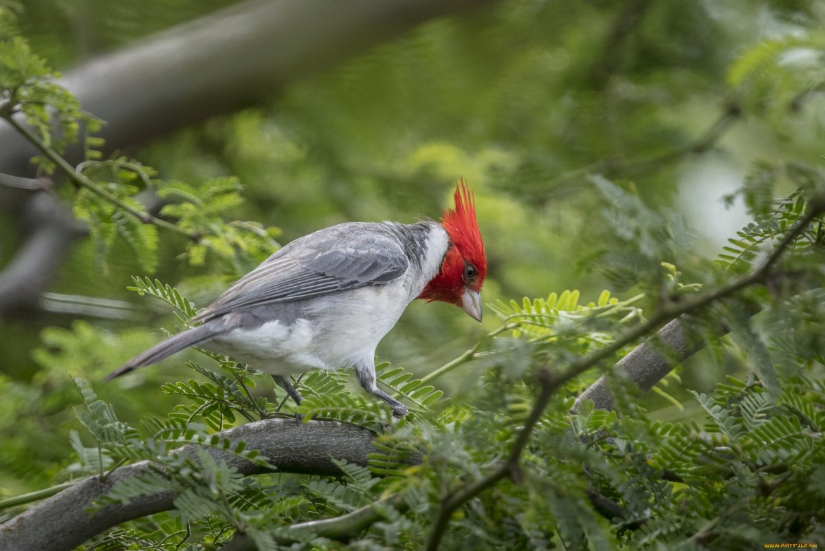 Хохлатая Пичуга