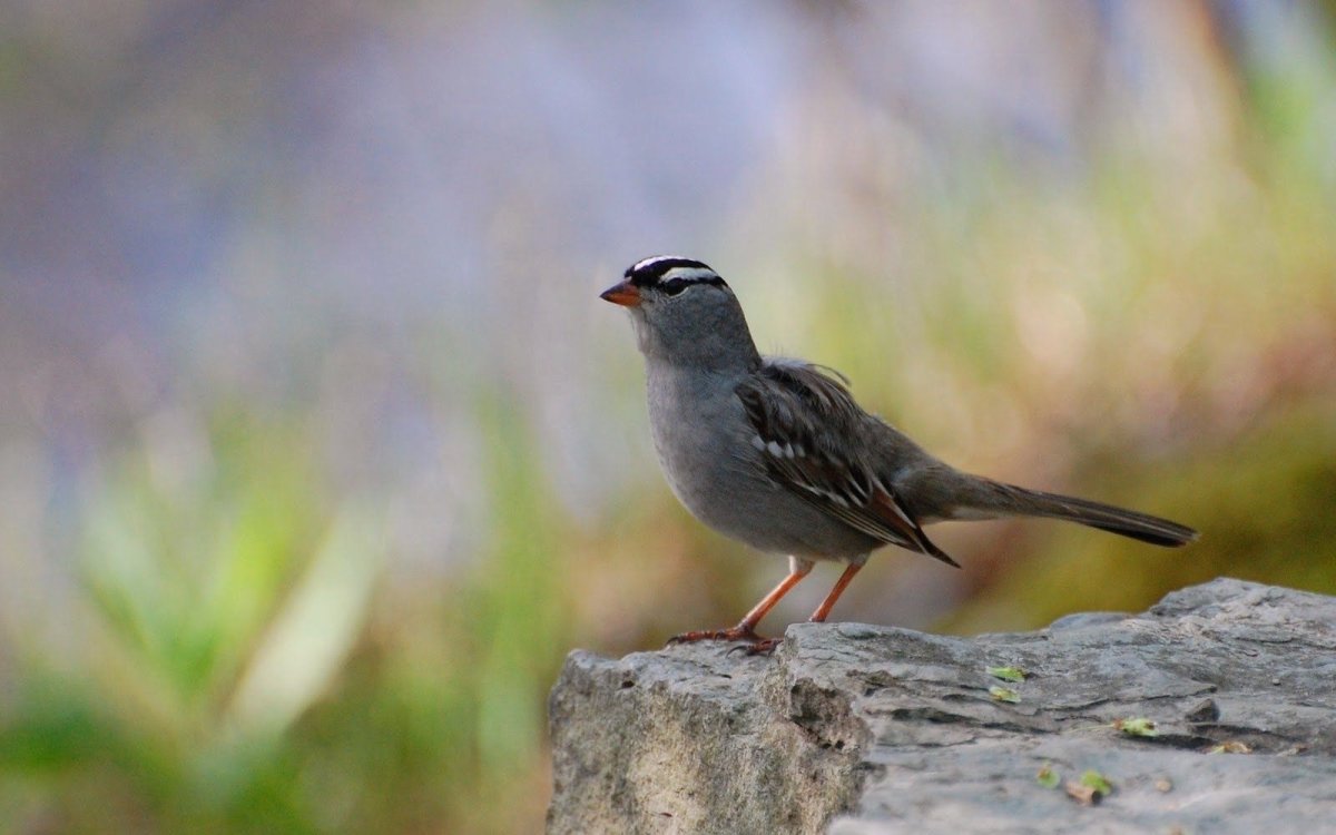 Серая птица на Китан