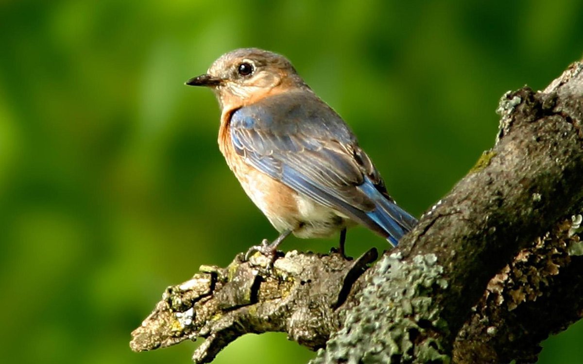 Хохлатая пичуга птица