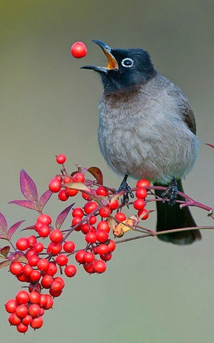 Лесная Пичуга