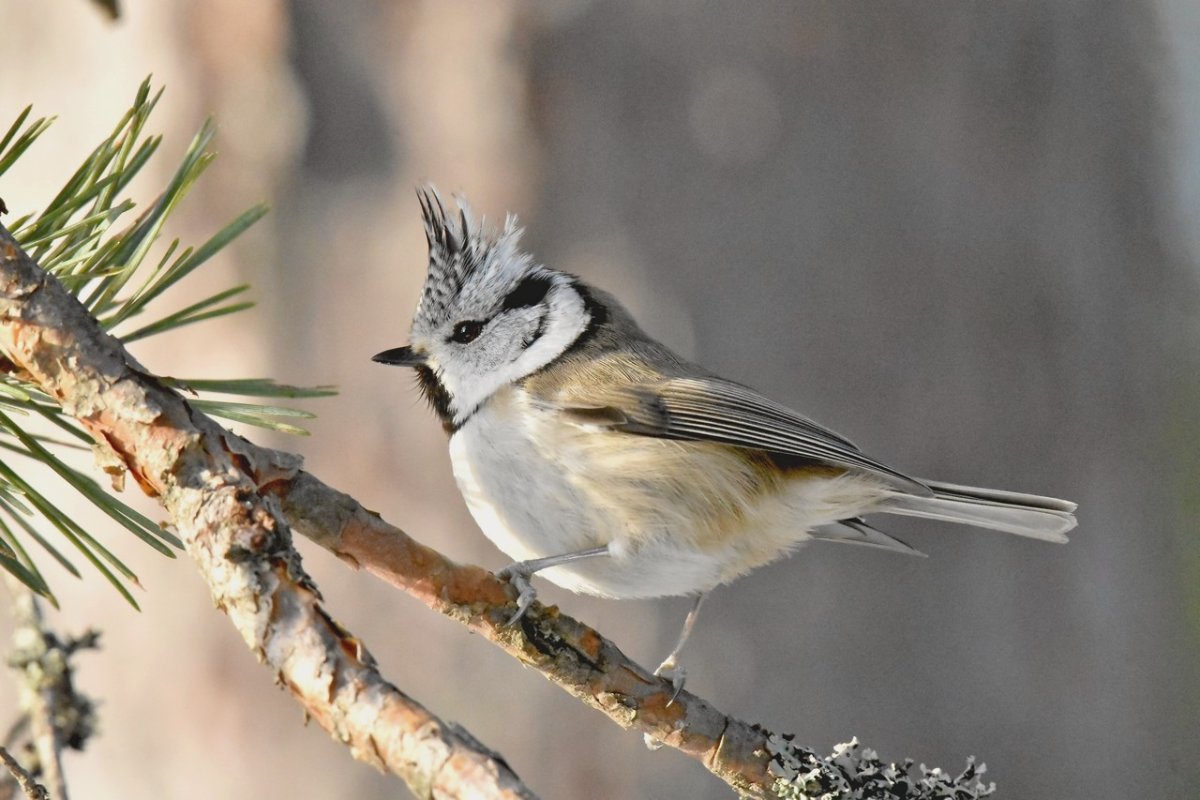 Хохлатая синица – Parus cristatus l.