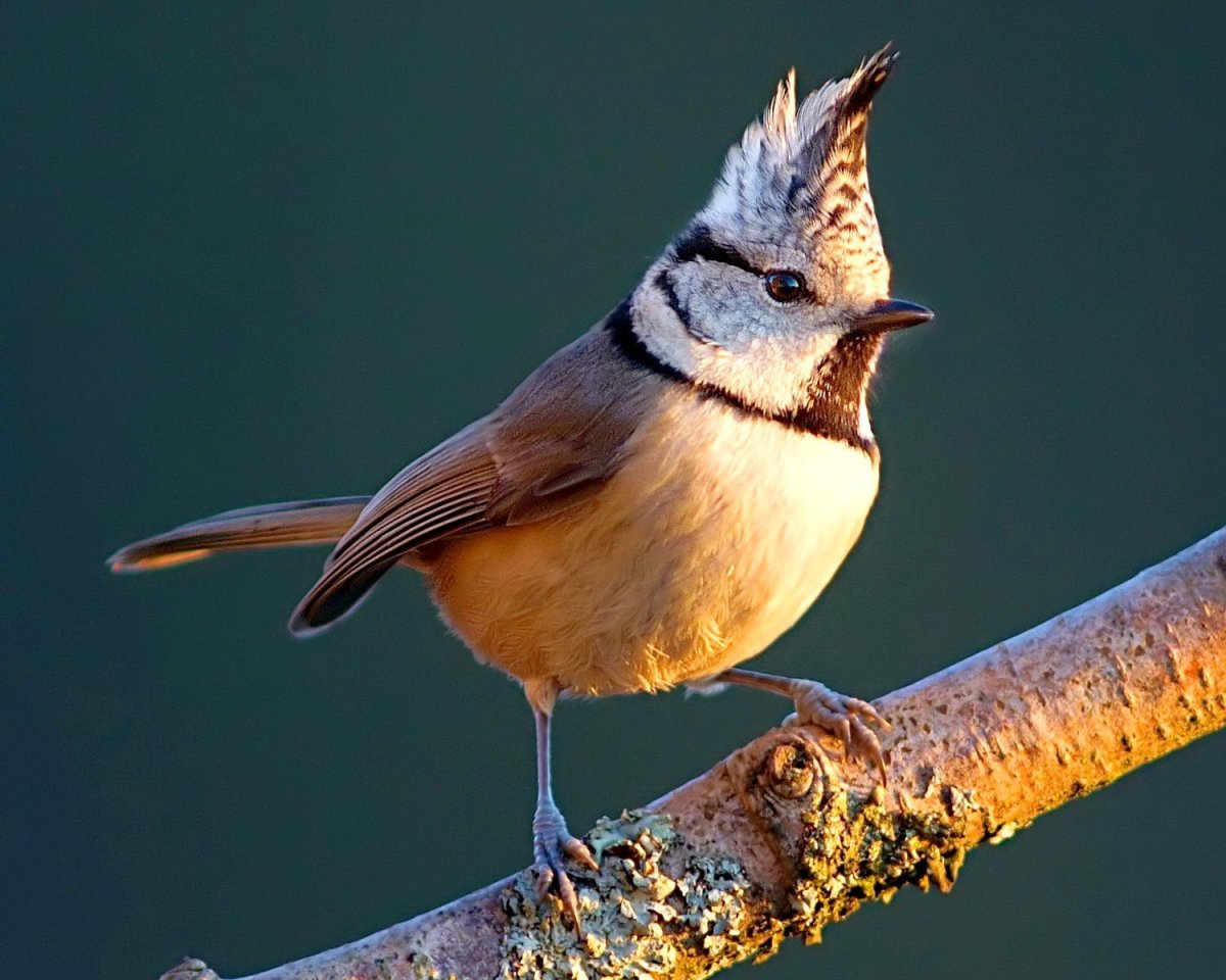 Синица гренадерка