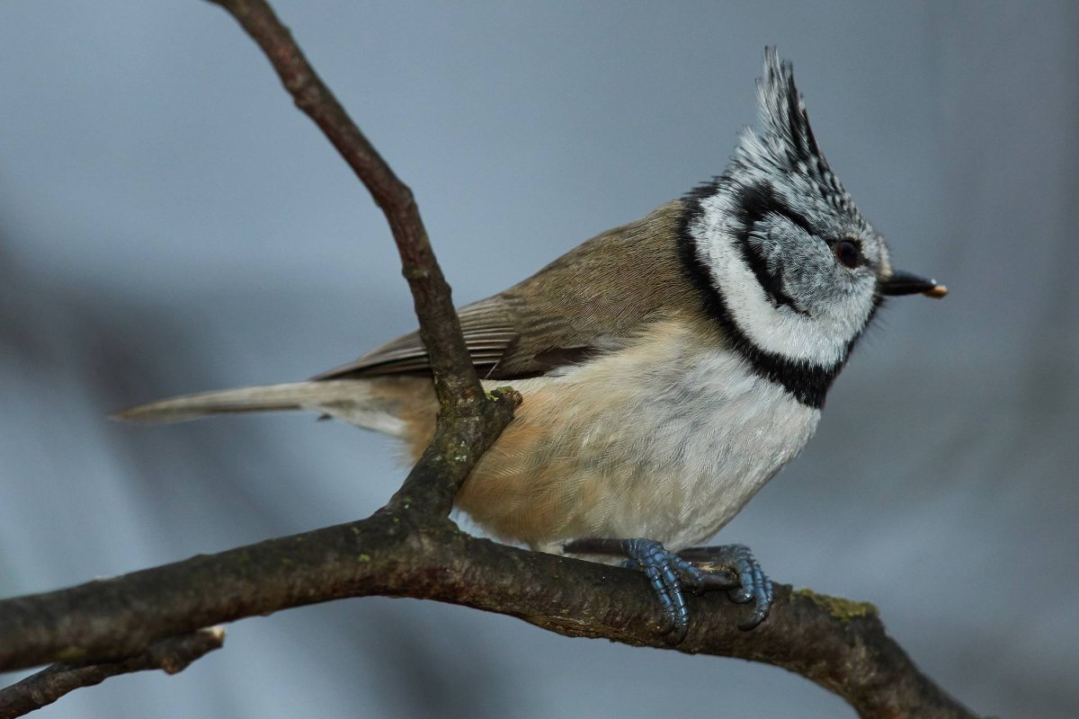 Parus cristatus синица хохлатая