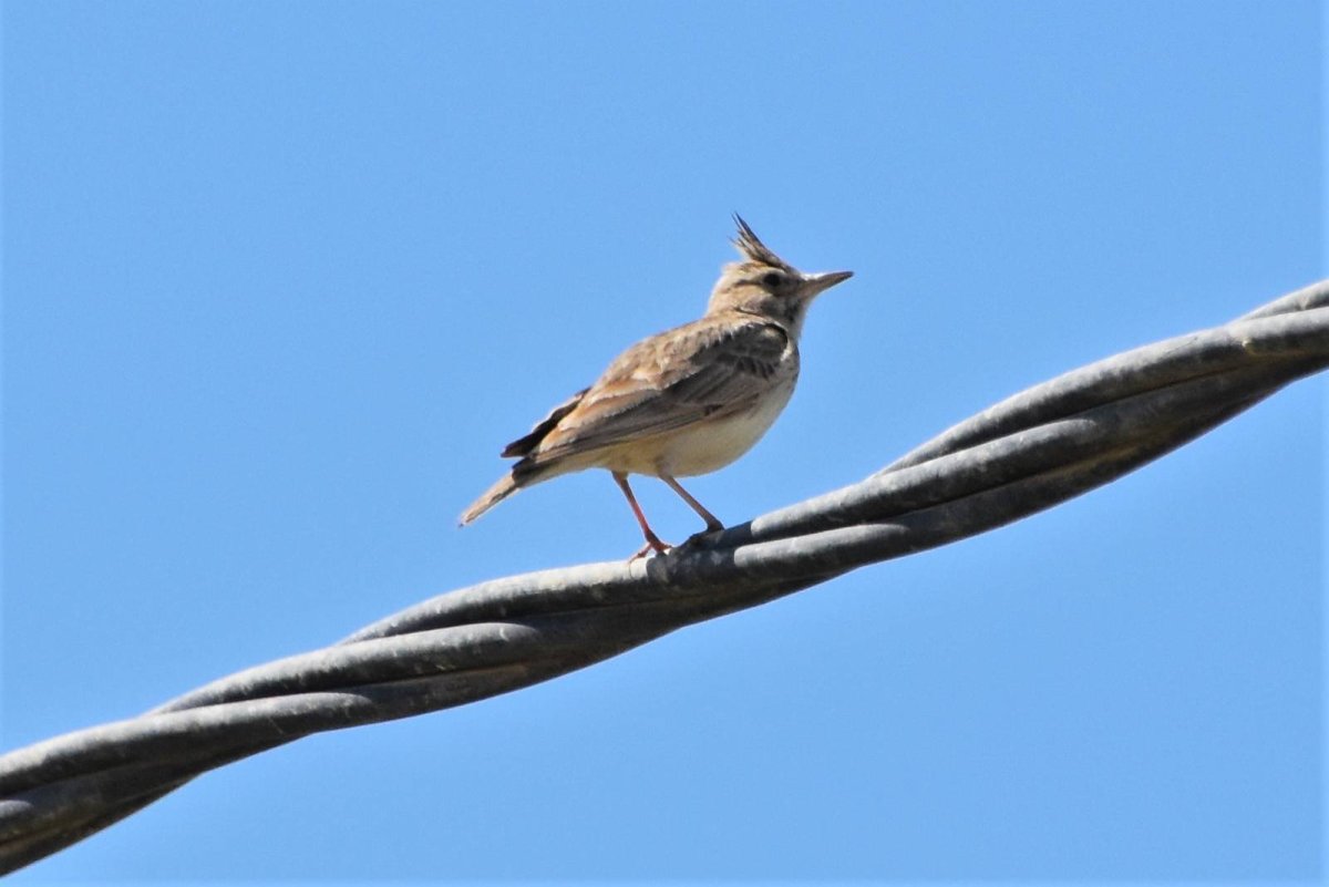 Хохлатый Жаворонок