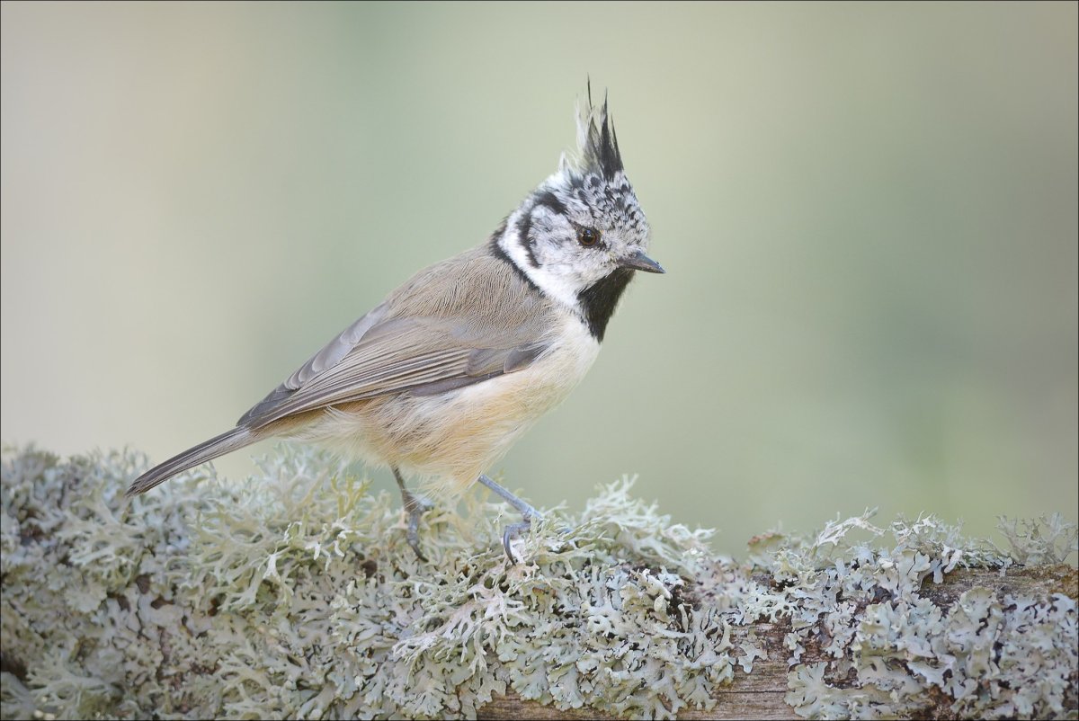 Хохлатая синица красная книга Ульяновской области
