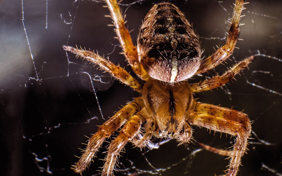 Паук крестовик