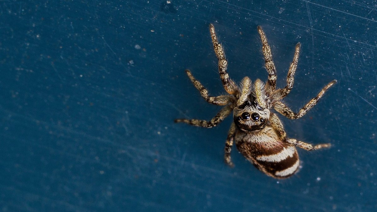 Jumping Spider Wallpaper 1600x900