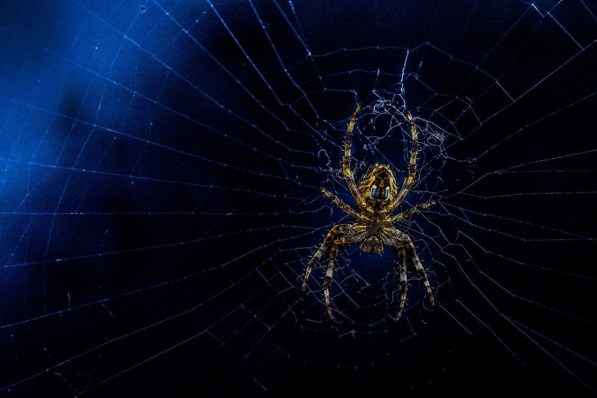 Прядущий Мизгирь паук