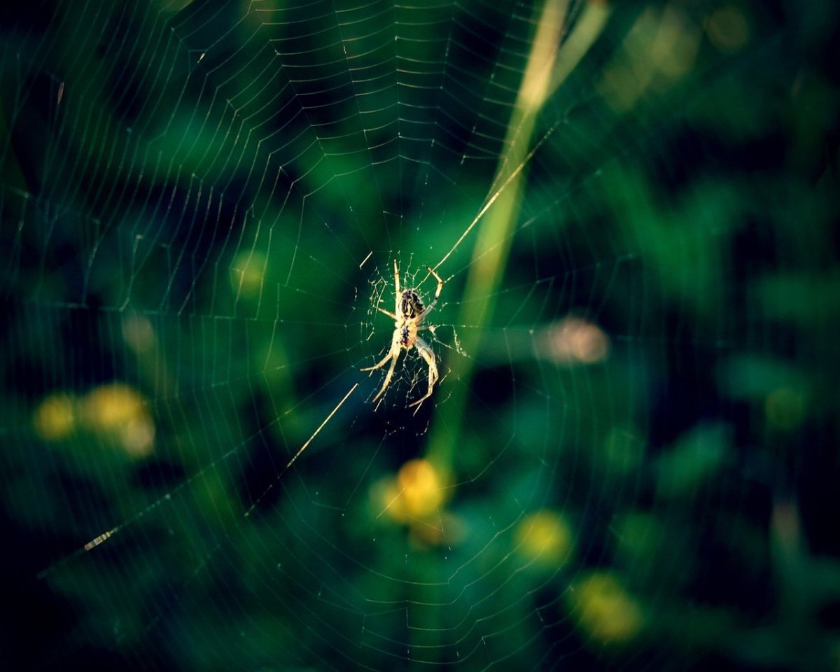 Паучок на паутине