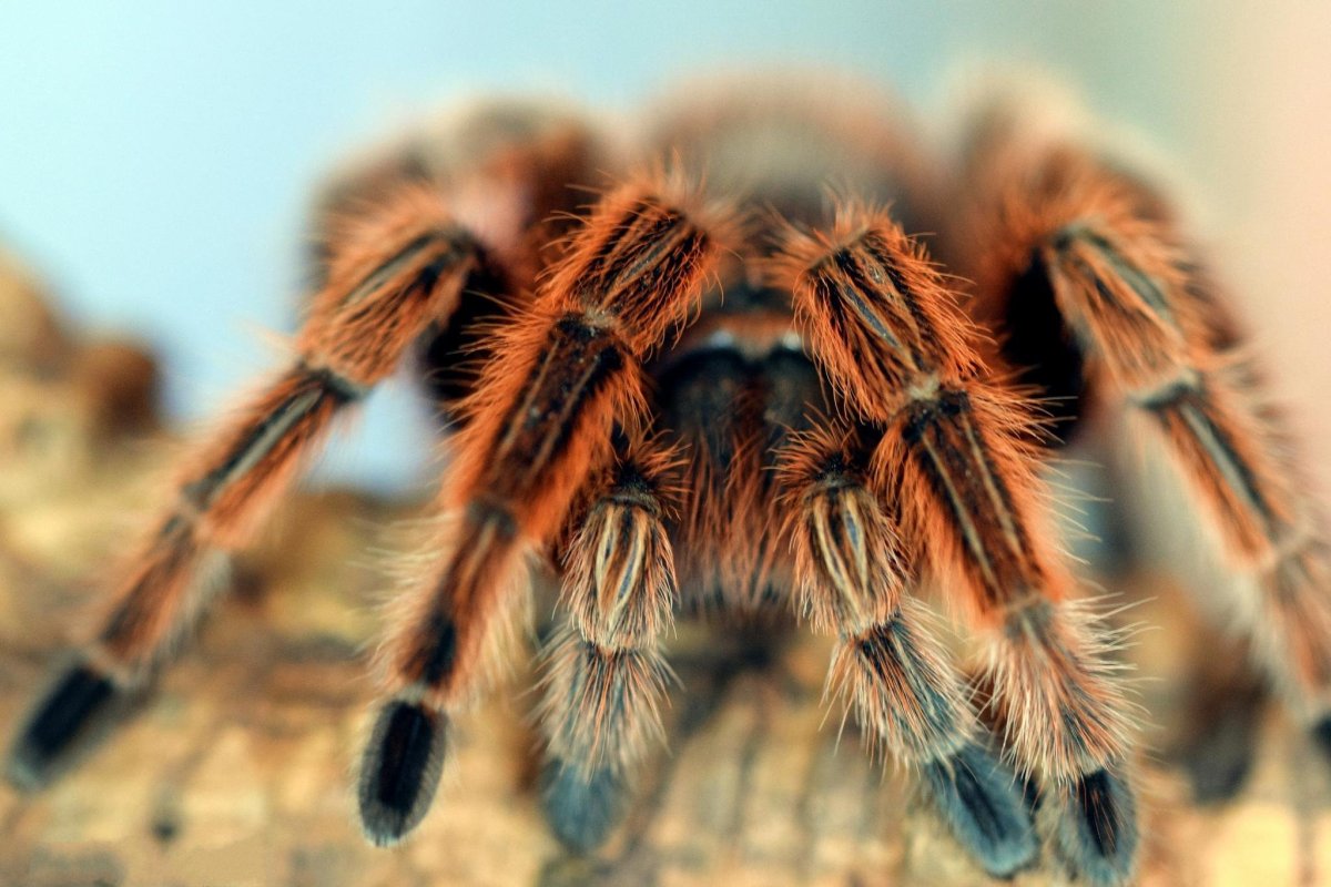 Тарантул на рабочий стол