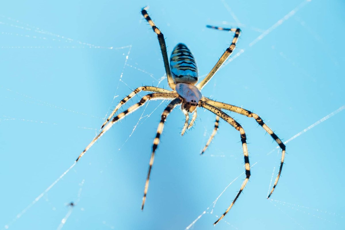 Славянский паук Мизгирь