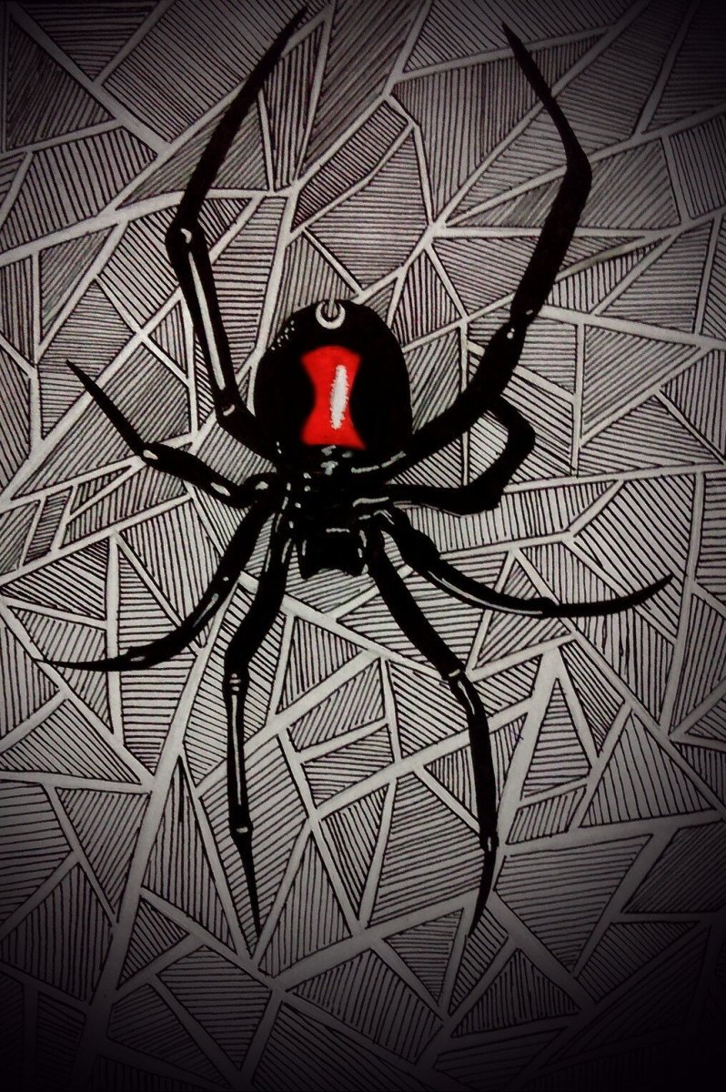 Черная вдова паук