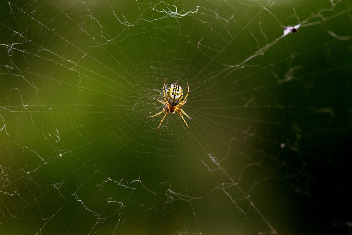 Красивый паук на паутине